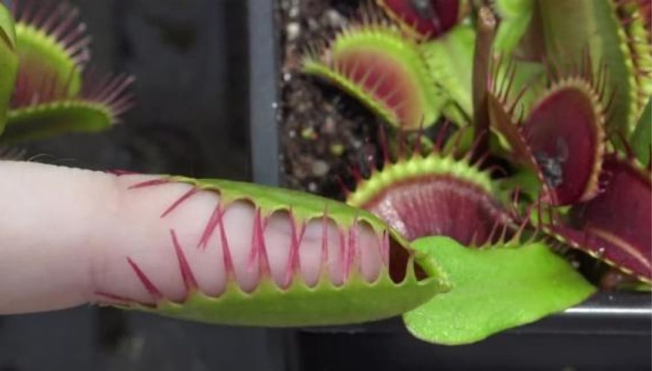 A Venus Flytrap plant bites a finger